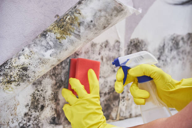 Best Industrial Mold Remediation  in Ledgewood, NJ